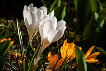 Fototapeta premium Crocuses against a blurry background.