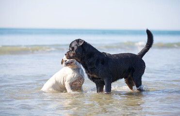 rottweiler and boxer