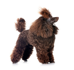 poodle in studio