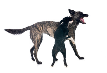 Dutch Shepherd and puppy border collie