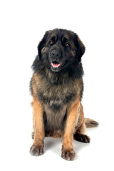 male Leonberger in studio