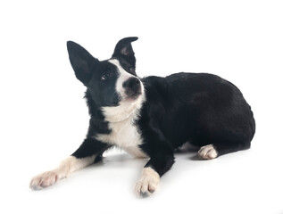 puppy border collie