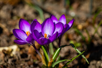 Crocuses against a blurry background.