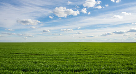 Obraz premium Expansive green field under a bright blue sky with soft clouds