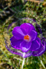 Krokus künstlerisch