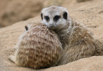 meerkat on the lookout