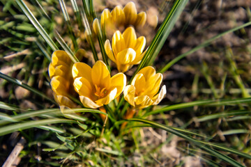 Krokus künstlerisch