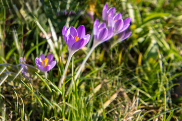 Krokus k&uuml;nstlerisch