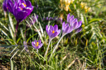 Krokus künstlerisch