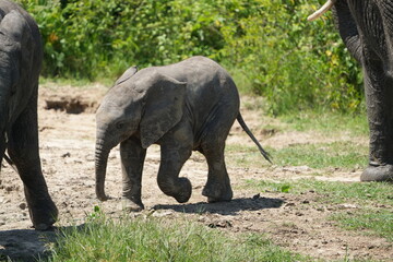portrait of a cute baby elephant