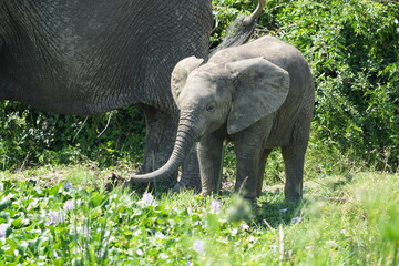 baby elephant playing in the mud next to its mother, kazinga channel, queen elizabeth national park, uganda