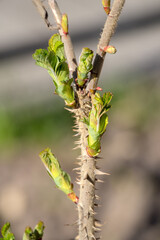 rose hip branch with thorns and green leaves