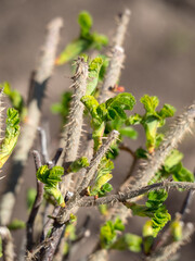 rose hip branches with thorns and green leaves