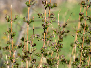 plant with green leaves in spring