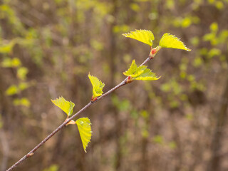 birch branch in the foreground