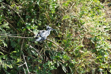 black and white kingfisher bird sitting on branches around the kazinga channel in queen Elizabeth national park uganda