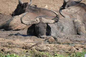 Fototapeta premium old male buffalos chilling along the kazinga channel in queen Elizabeth park, uganda, safari, boat safari