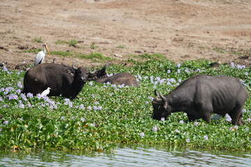 older male buffalo in the kazinga channel, queen elizabeth national park, uganda - portrait and wallpaper