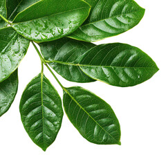 Obraz premium Graviola Soursop Leaves isolated on transparent background, PNG