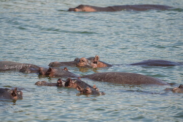 hippos in the water of the kazinga channel queen elizabeth national park uganda, hippopotamus wallpaper