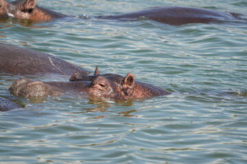 hippos in the water of the kazinga channel queen elizabeth national park uganda, hippopotamus wallpaper