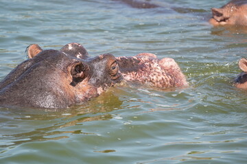 close up of hippos (hippotamus) laying in a hippo pool in the serengeti national park tanzania