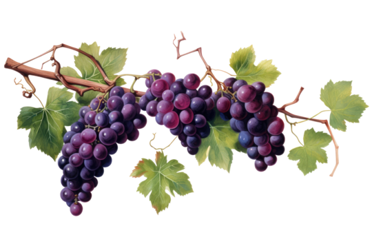 A realistic grapevine branch with a full bunch on transparent background