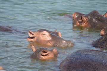 close up of hippos (hippotamus) laying in a hippo pool in the serengeti national park tanzania