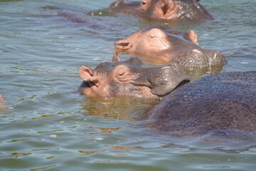 close up of hippos (hippotamus) laying in a hippo pool in the serengeti national park tanzania