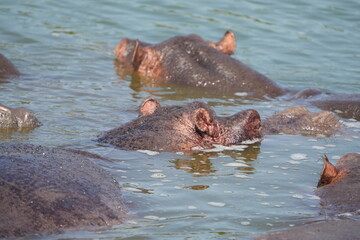 portrait and wallpaper of hippo heads in the hippo pool in the seregenti national park tanzania