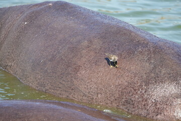 hippos in the water of the kazinga channel queen elizabeth national park uganda, hippopotamus wallpaper