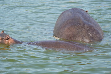 hippos in the water of the kazinga channel queen elizabeth national park uganda, hippopotamus wallpaper