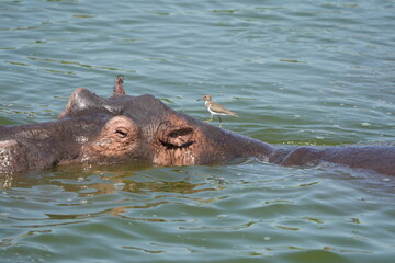 portrait and wallpaper of hippo heads in the hippo pool in the seregenti national park tanzania