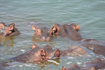 Fototapeta premium hippos in the water of the kazinga channel queen elizabeth national park uganda, hippopotamus wallpaper