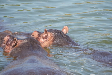 hippopotamus in water - kazinga channel - uganda