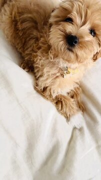 Adorable Puppy Relaxing on Cushion, Looking at Camera.