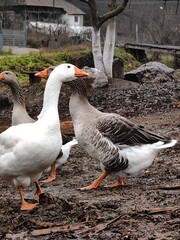 Geese walk and hissing. Goose on farm 
