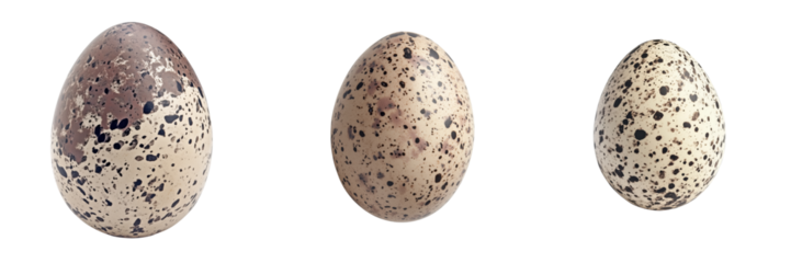 Examining unique speckled eggs close-up photography in natural settings