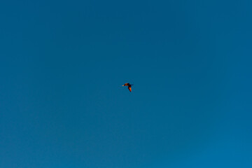 A black bird flies alone in a clear blue sky. Minimalistic photo of a black bird