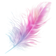 Fototapeta premium Angel’s feather