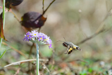 Humming-bird moth on the Primula denticulata