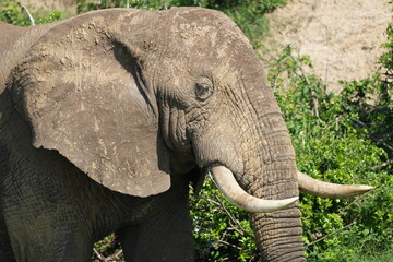 close up portrait of an elephant kazinga channel