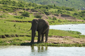Fototapeta premium Lone Elephant Standing by the Kazinga Channel – Portrait Wallpaper, Uganda