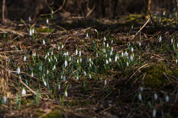 Spring white flower Snowdrop - Galanthus in wild forest