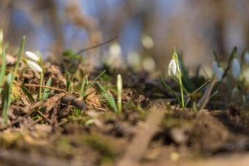 Spring white flower Snowdrop - Galanthus in wild forest