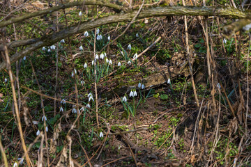 Spring white flower Snowdrop - Galanthus in wild forest