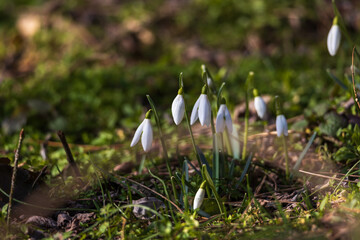 Spring white flower Snowdrop - Galanthus in wild forest