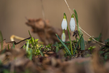 Spring white flower Snowdrop - Galanthus in wild forest