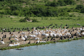 portrait of a flock of pelicans in the kazinga channel queen elizabeth national park uganda