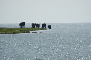 herd of elephants standing on an island surrounded by water in uganda, wildlife